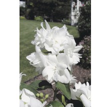 Pustoryl, jasmín zahradní, jasmín vonný FloraSelf Philadelphus 'Natchez' výška 60-80 cm květináč 4 l