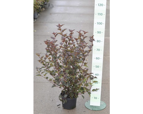 Tavola kalinolistá FloraSelf Physocarpus opulifolius 'Diabolo'® výška 60-80 cm květináč 4 l Tavola kalinolistá FloraSelf Physocarpus opulifolius 'Diabolo'® výška 60-80 cm květináč 4 l