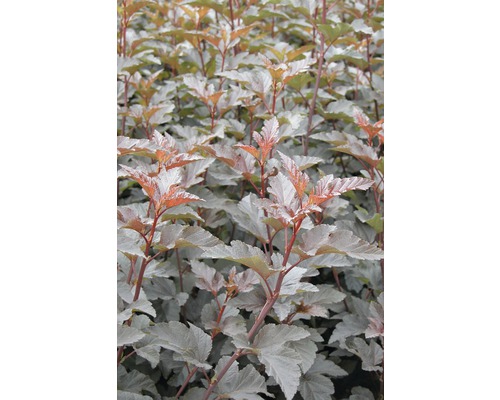 Tavola kalinolistá FloraSelf Physocarpus opulifolius 'Diabolo'® výška 60-80 cm květináč 4 l Tavola kalinolistá FloraSelf Physocarpus opulifolius 'Diabolo'® výška 60-80 cm květináč 4 l