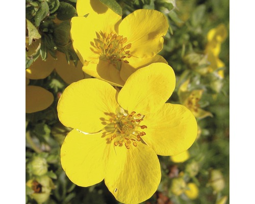 Detail žlutých květů mochny křovité