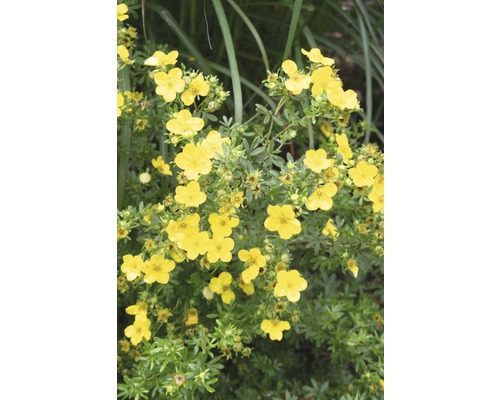 Žlutě kvetoucí keř se zelenými listy.