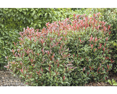 Na obrázku je plot z okrasné dřeviny.