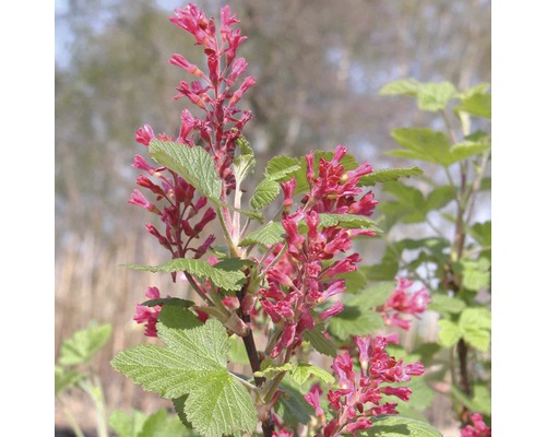 Meruzalka krvavá FloraSelf Ribes sanguineum 'King Edward VII' 60-80 cm květináč 4 l