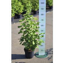 Černý rybíz v květináči s uvedením velikosti