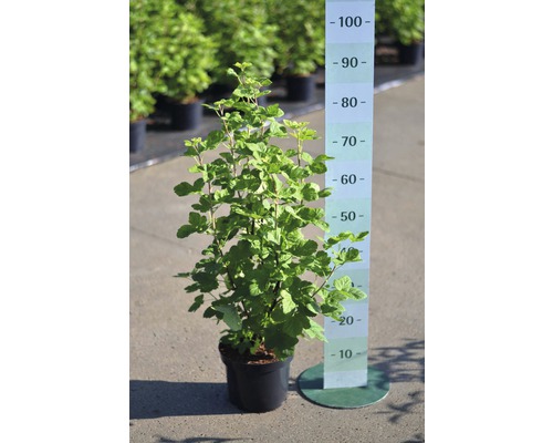 Černý rybíz v květináči s uvedením velikosti