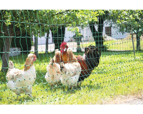 Slepice za drůbeží sítí na zahradě.