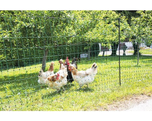 Drůbeží pletivo s kuřaty na zahradě