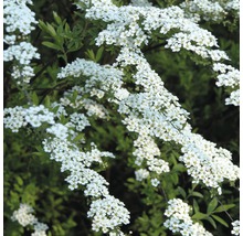 Tavolník FloraSelf Spiraea arguta 80 cm květináč 4 l