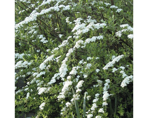 Tavolník popelavý FloraSelf Spiraea cinerea 'Grefsheim' 50-60 cm květináč 4 l