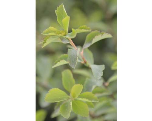 Detailní záběr keře tavolníku japonského ''Golden Princess'' s listy