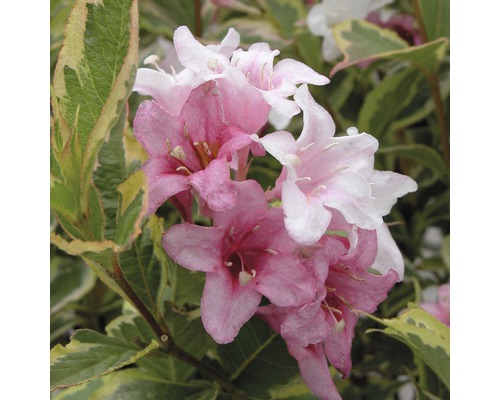 Detail květů Vajgélie