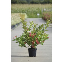 Vajgélie FloraSelf Weigela 'Red Prince' 40-60 cm květináč 4 l