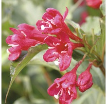 Vajgélie FloraSelf Weigela 'Red Prince' 40-60 cm květináč 4 l