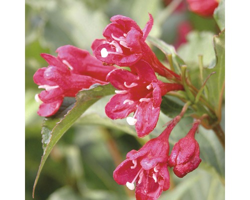 Detail kvetoucí Vajgélie v zahradě.