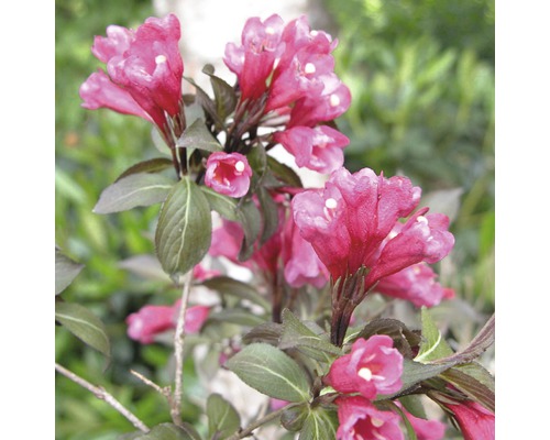 Kvetoucí Weigelia v zahradě