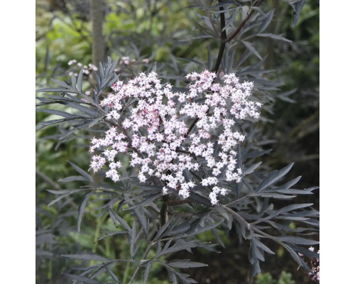 Bez černý FloraSelf Sambucus nigra 'Black Lace' výška 50-60 květináč cm 5 l Černý bez s bílými květy