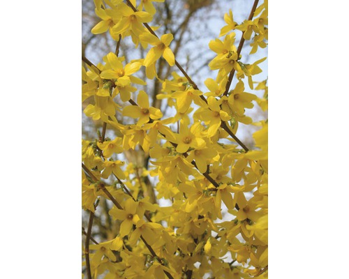 Zlatý déšť zlatice prostřední FloraSelf Forsythia intermedia 'Week End'® 60-80 cm květináč 4 l