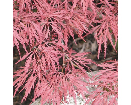 Javor dlanitolistý tmavě červený 'Dissectum Garnet' výška 40 – 50 cm květináč 4 l Detailní záběr japonského javoru s filigránovými listy