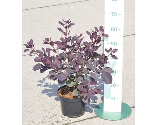 Ruj vlasatá červená FloraSelf Cotinus coggygria 'Royal Purple' výška 50-60 cm květináč 4 l Ruj vlasatá červená FloraSelf Cotinus coggygria 'Royal Purple' výška 50-60 cm květináč 4 l