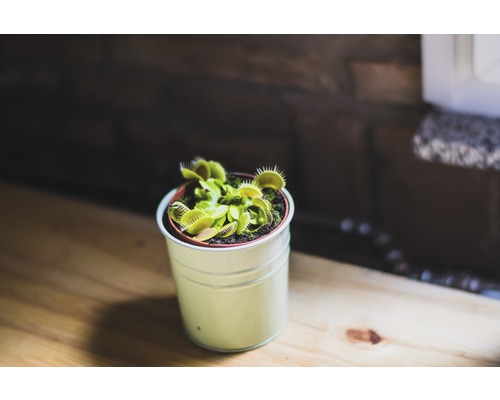 Mucholapka podivná v květináči na stole