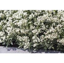 Plesnivka trojžilná FloraSelf Anaphalis triplinervis 5-30 cm květináč 0,5 l