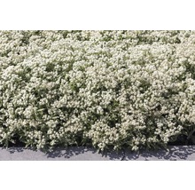 Plesnivka trojžilná FloraSelf Anaphalis triplinervis 5-30 cm květináč 0,5 l