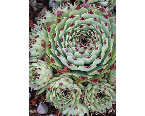 Netřesk FloraSelf sempervivum hybrid 5-10 cm květináč 0,8 l