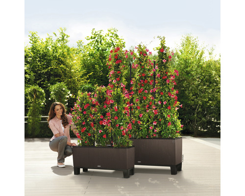 Dva plastové truhlíky s popínavými rostlinami a ženou na zahradě.