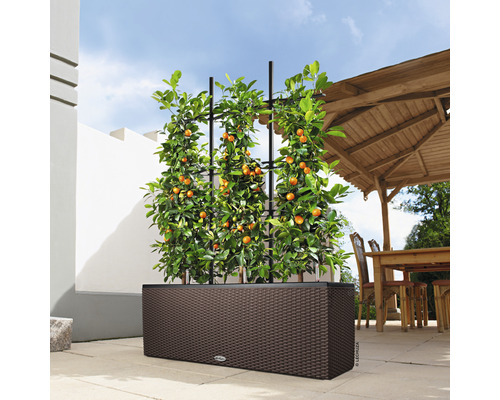 Květináč s popínavou oporou a citrusovou rostlinou venku