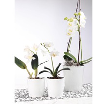 Obal na orchideje keramický Merina Ø 14 cm bílý-thumb-2