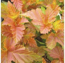 Tavola kalinolistá FloraSelf Physocarpus opulifolius 'Amber Jubilee' 50-60 cm květináč 4 l