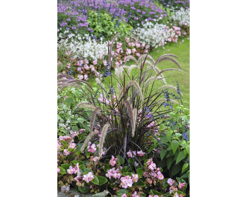 Dochan psárkovitý červený FloraSelf Pennisetum advena 'Summer Samba' výška 10-20 cm květináč Ø 14 cm