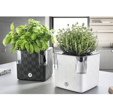 Dva květináče na bylinky se zavlažovacím systémem a bazalkou a tymiánem na kuchyňské lince