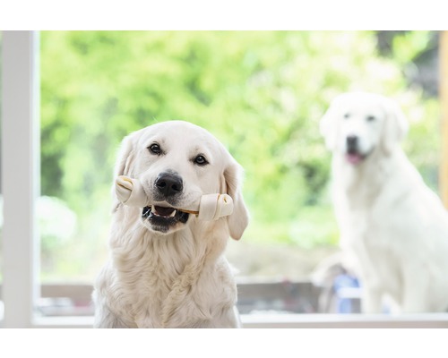 Pes drží kost v tlamě, v pozadí další pes