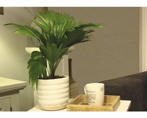 Pokojová palma v rýhovaném květináči s šálkem kávy