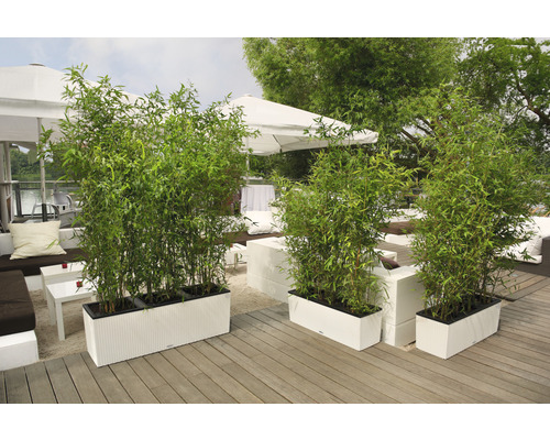 Scénický pohled na bambus v květináčích na terase.