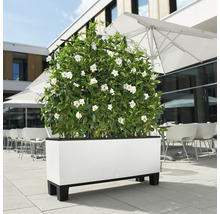 Obdélníkový květináč s bílými květy venku.