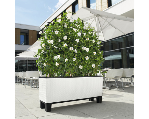 Obdélníkový květináč s bílými květy venku.