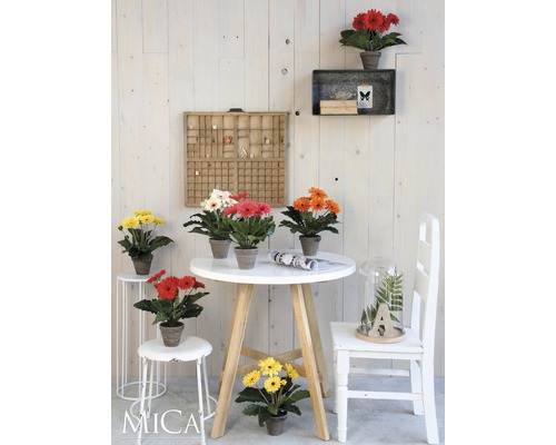 Dekorativní scéna s umělými květinami gerbery v květináčích na stole a židlích před dřevěnou stěnou