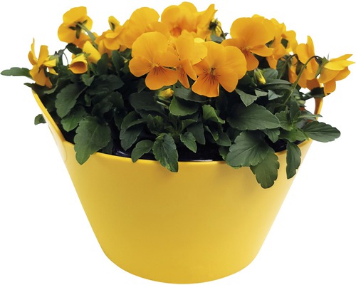 Žluté macešky v květináči