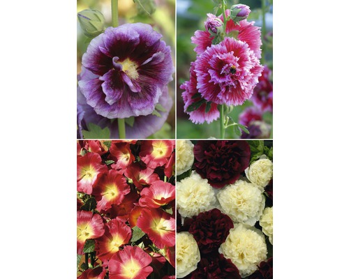 Detailní záběr různobarevných slézů