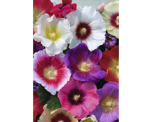 Detailní záběr na barevné květy topolovky