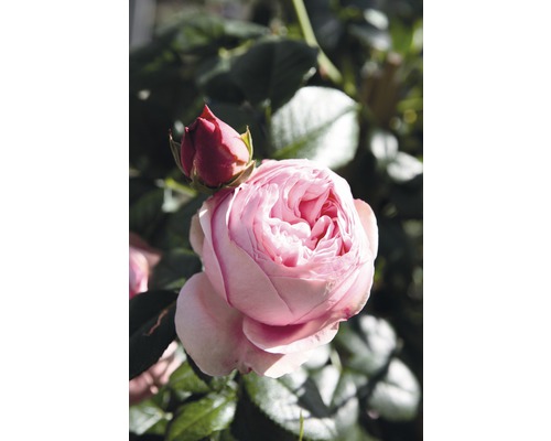 Detail otevřené růže s poupětem na zahradě.