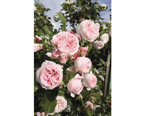 Růže pnoucí Rosen Tantau Rosa x hybrid 'Giardina' s balem
