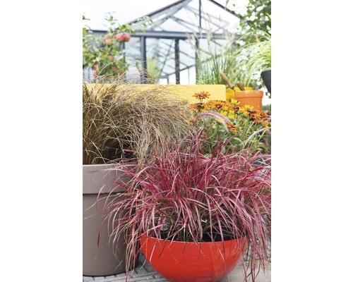 Okrasné trávy a květiny v květináčích na zahradě.