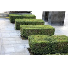 Ptačí zob FloraSelf Ligustrum ovalifolium 40-60 cm v click květináči v balení 10 ks