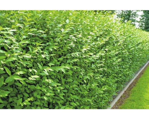 Ptačí zob stálezelený FloraSelf Ligustrum vulgare 'Atrovirens' 40-60 cm click květináči v balení 10 ks