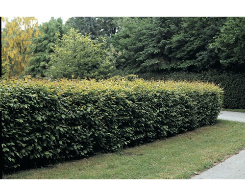 Habr obecný FloraSelf Carpinus betulus 40-60 cm v click květináči Habr obecný FloraSelf Carpinus betulus 40-60 cm v click květináči