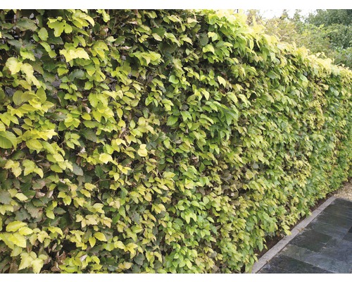 Buk lesní FloraSelf Fagus sylvatica 40-60 cm v click květináči Buk lesní FloraSelf Fagus sylvatica 40-60 cm v click květináči