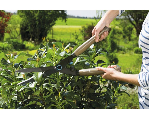 Zahradní nůžky při stříhání živého plotu na zahradě